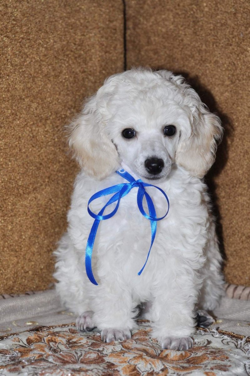 Курликовыйпудель белый