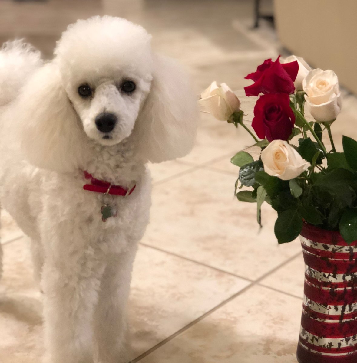 Королевский пудель