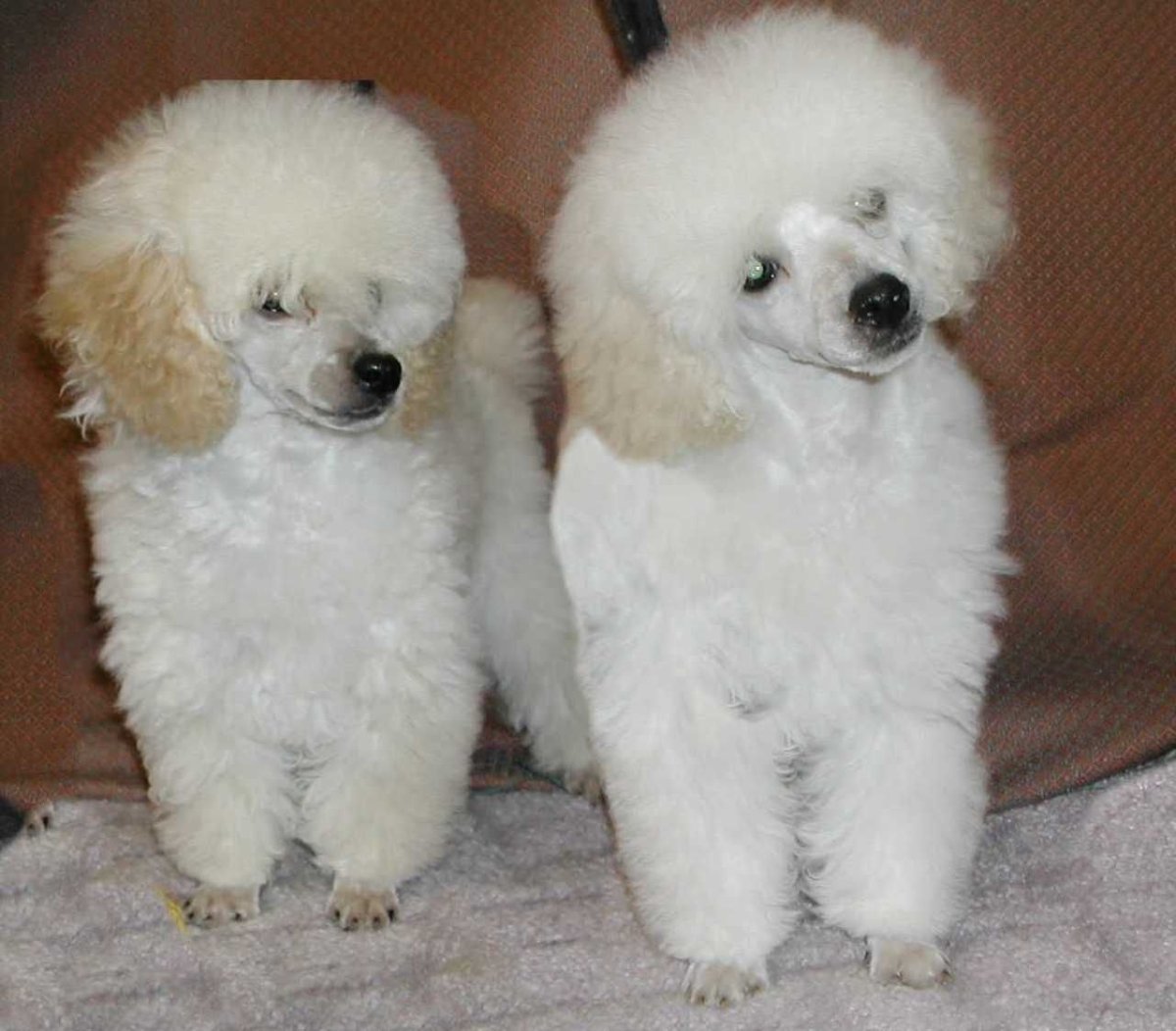 Щенок пуделя светлого