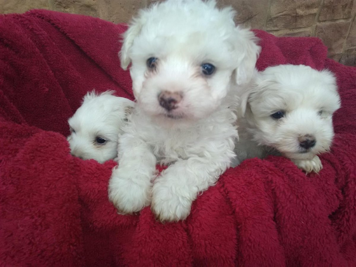 Той пудель мини белый