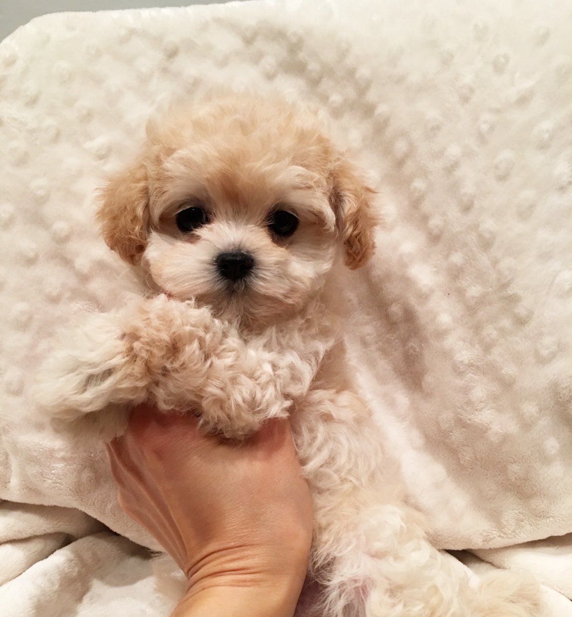 Карликовый пудель мартипу