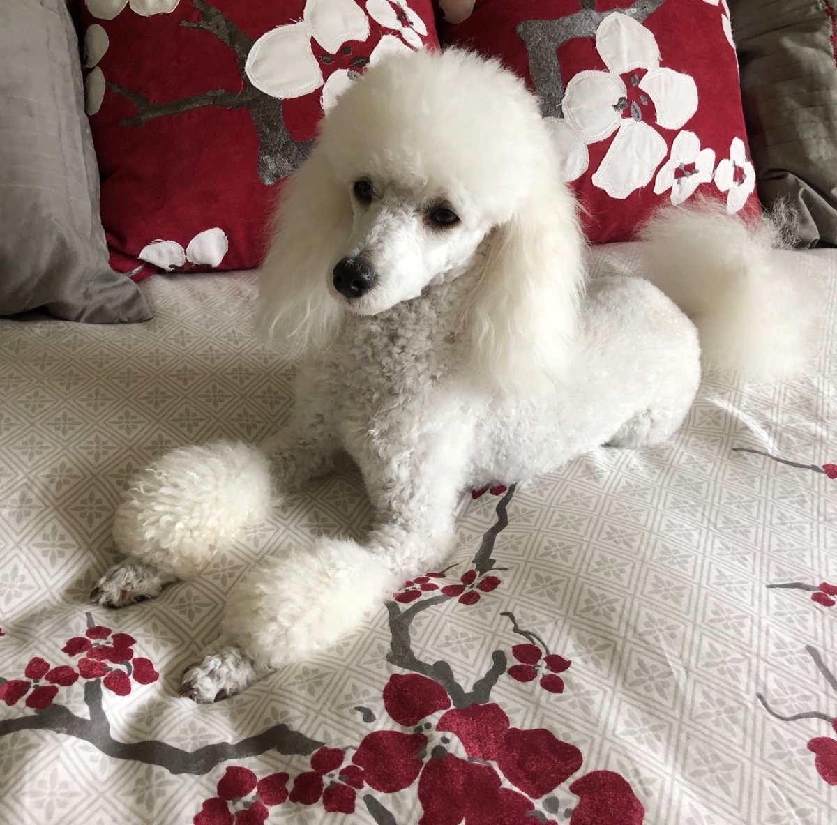 Пудель карликовый серебристый