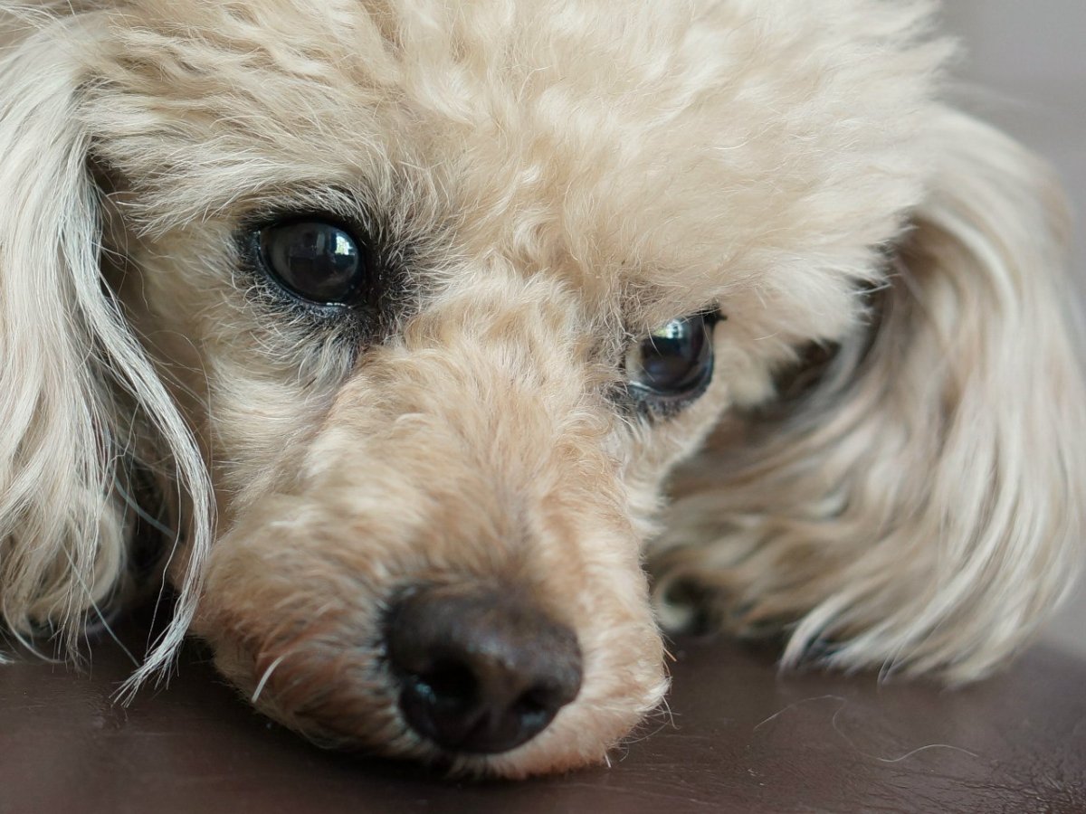 Порода собак пудель карликовый