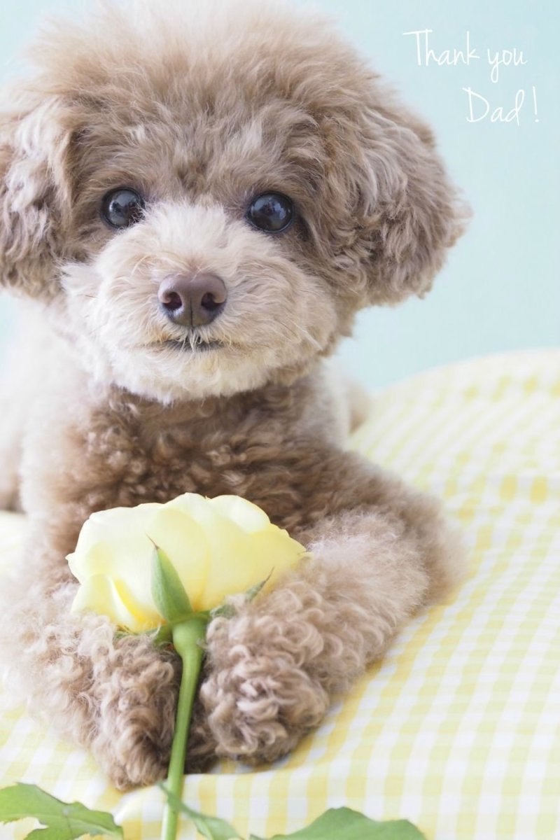 Той пудель мини