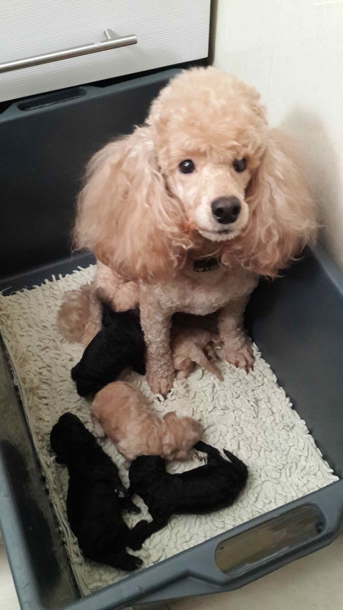 Карликовый пудель палевый