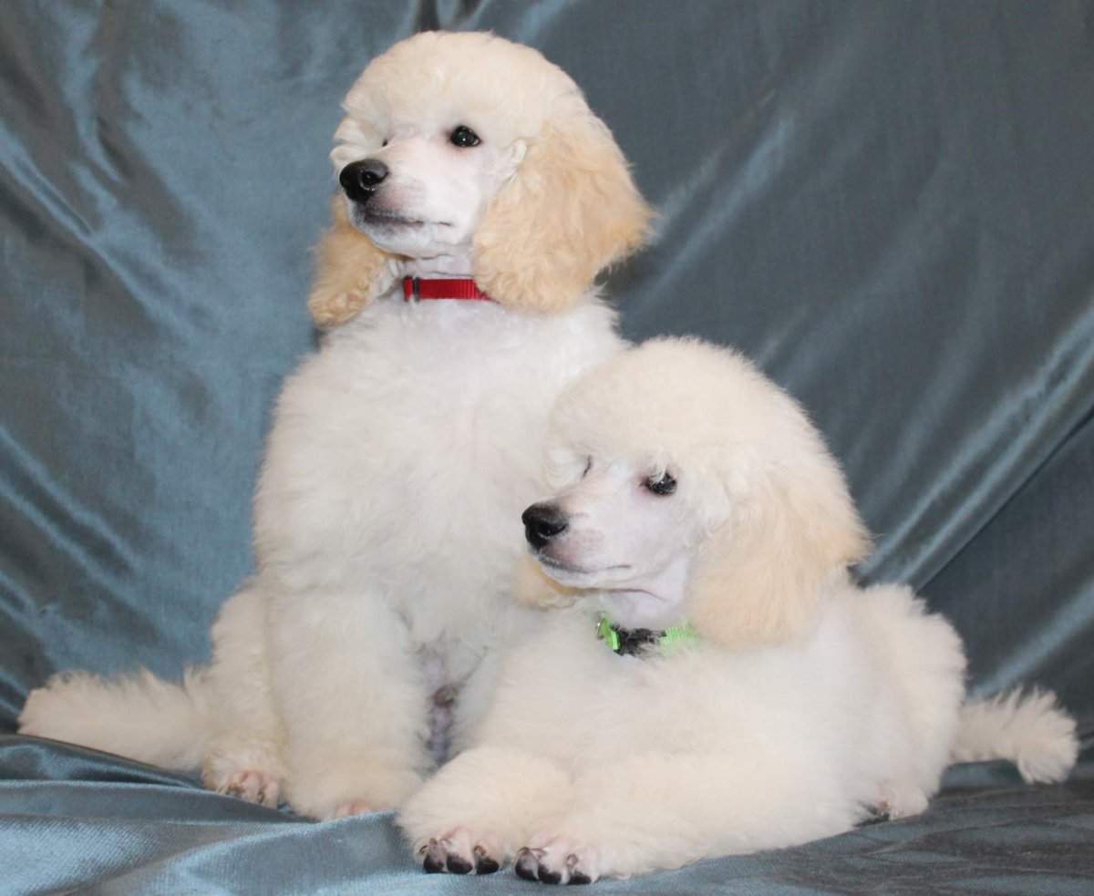 Пудель малый белый