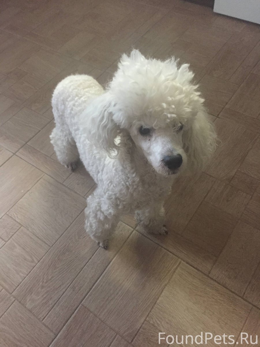 Пудель малый белый