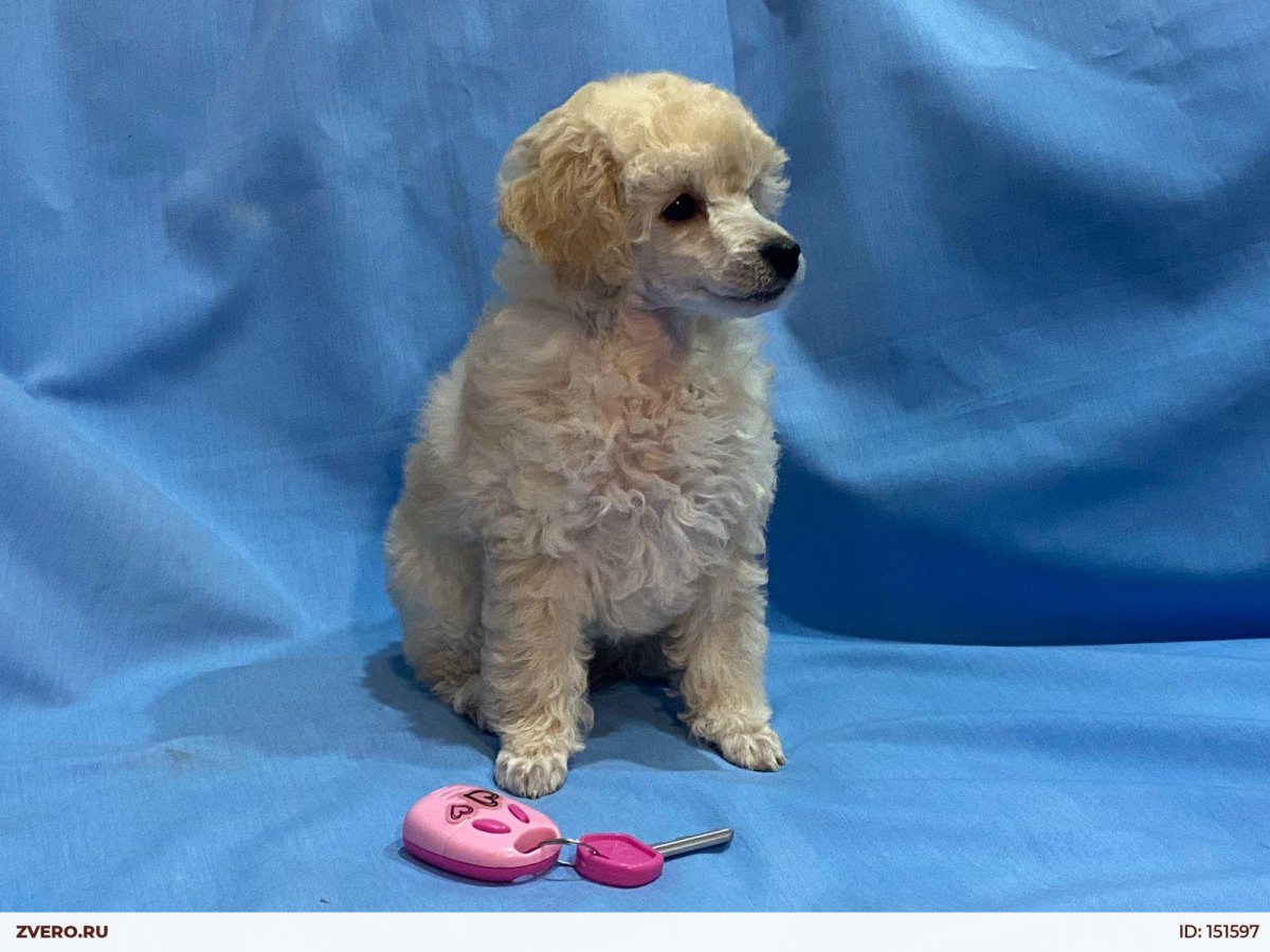 Московский пудель