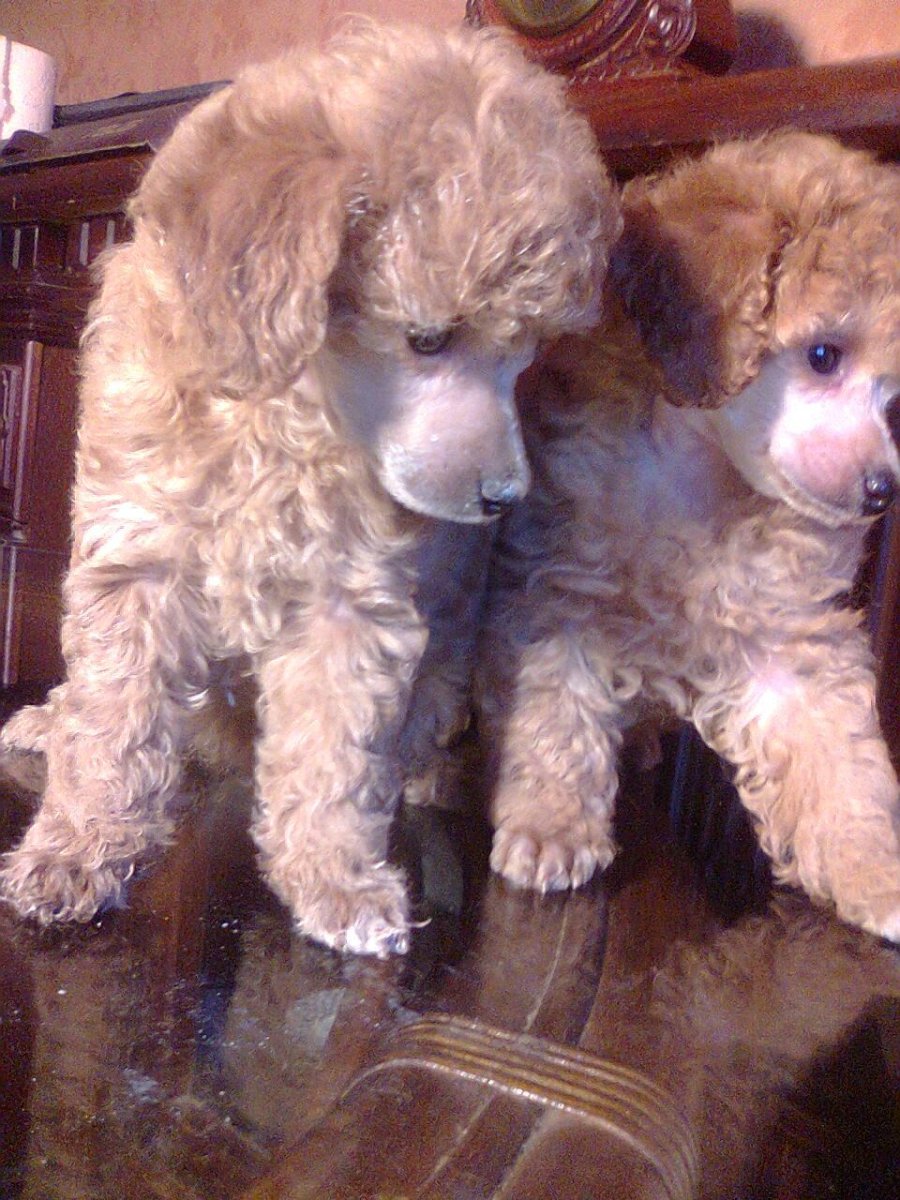 Мега карликовый пудель