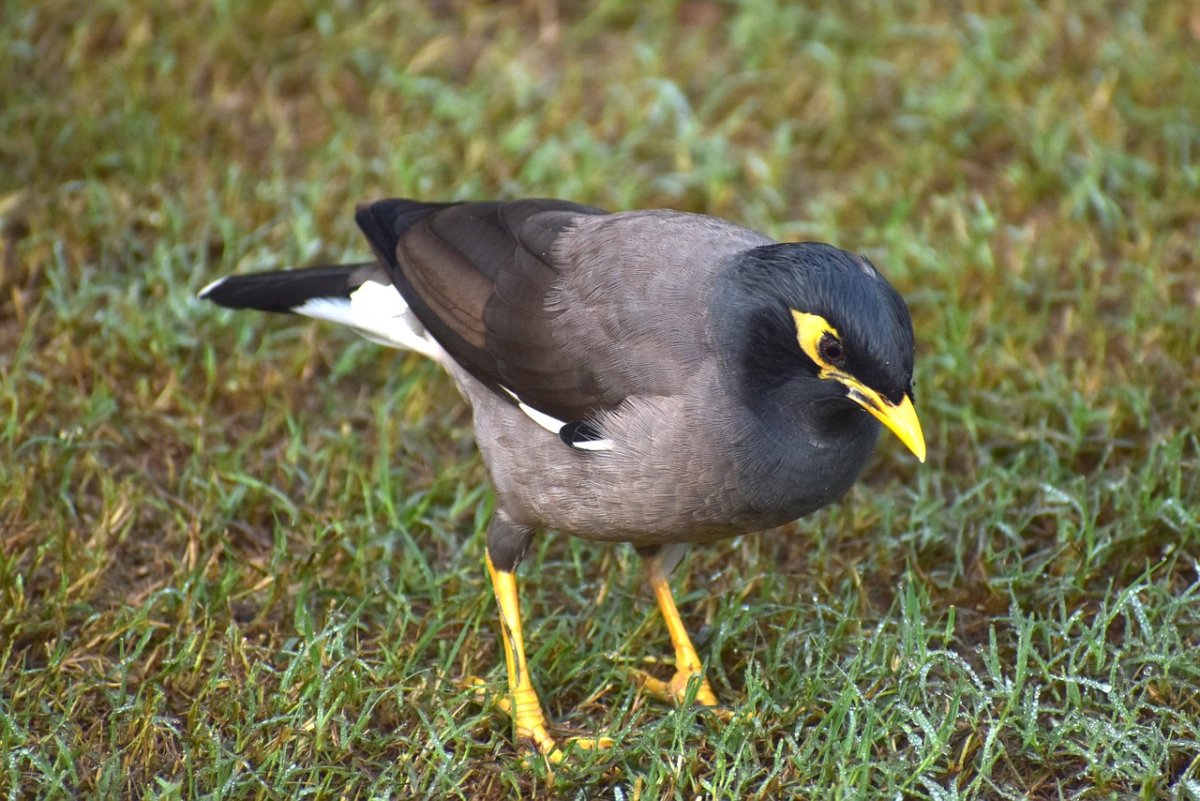 Майна птица