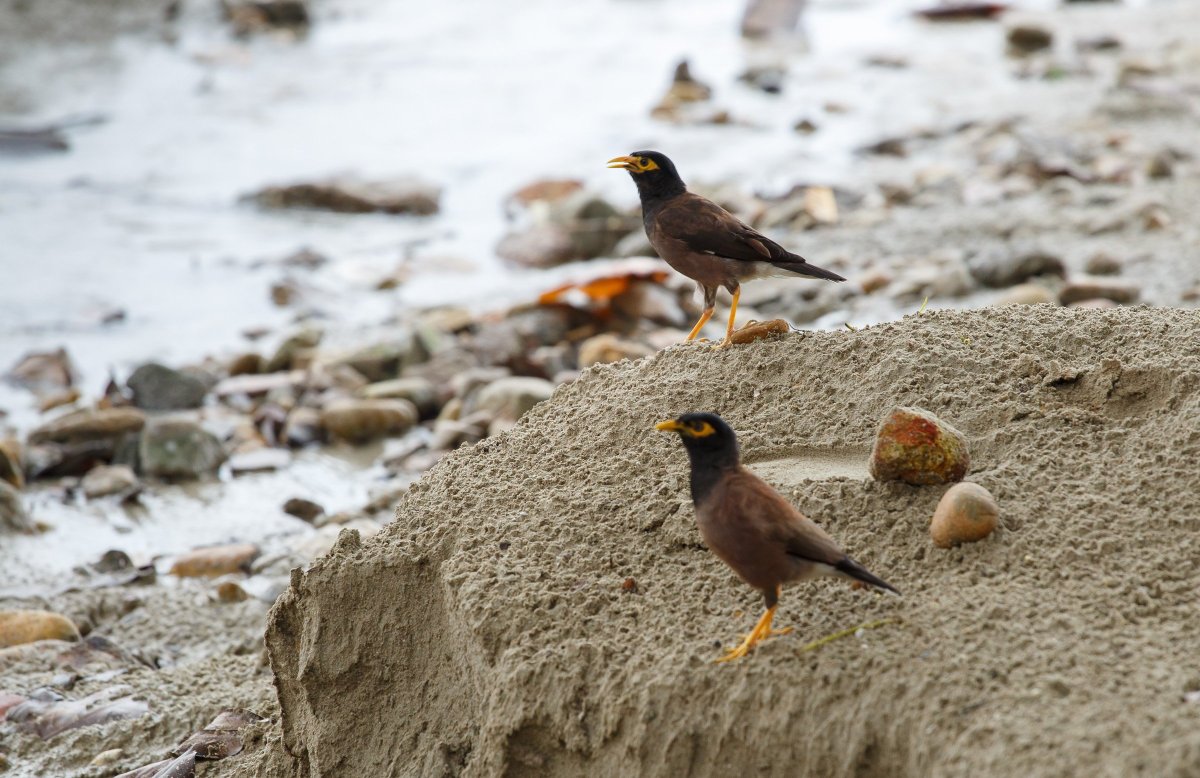 Афганский Дрозд