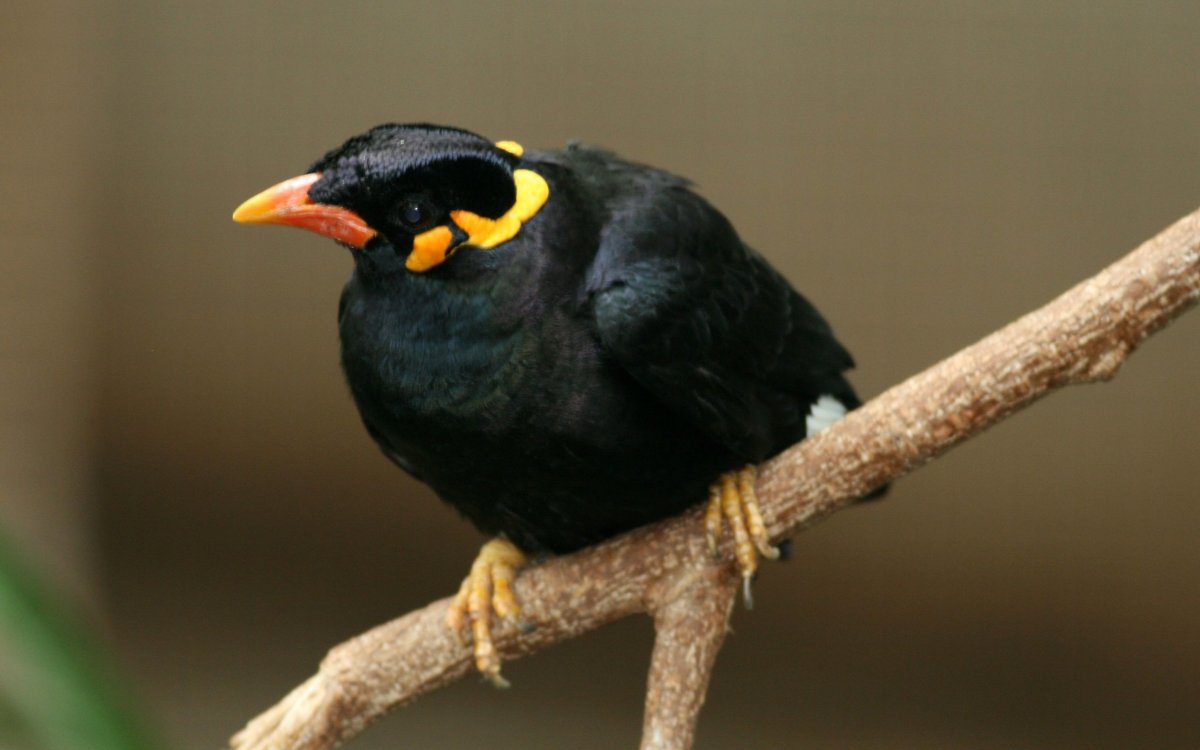 Священная майна