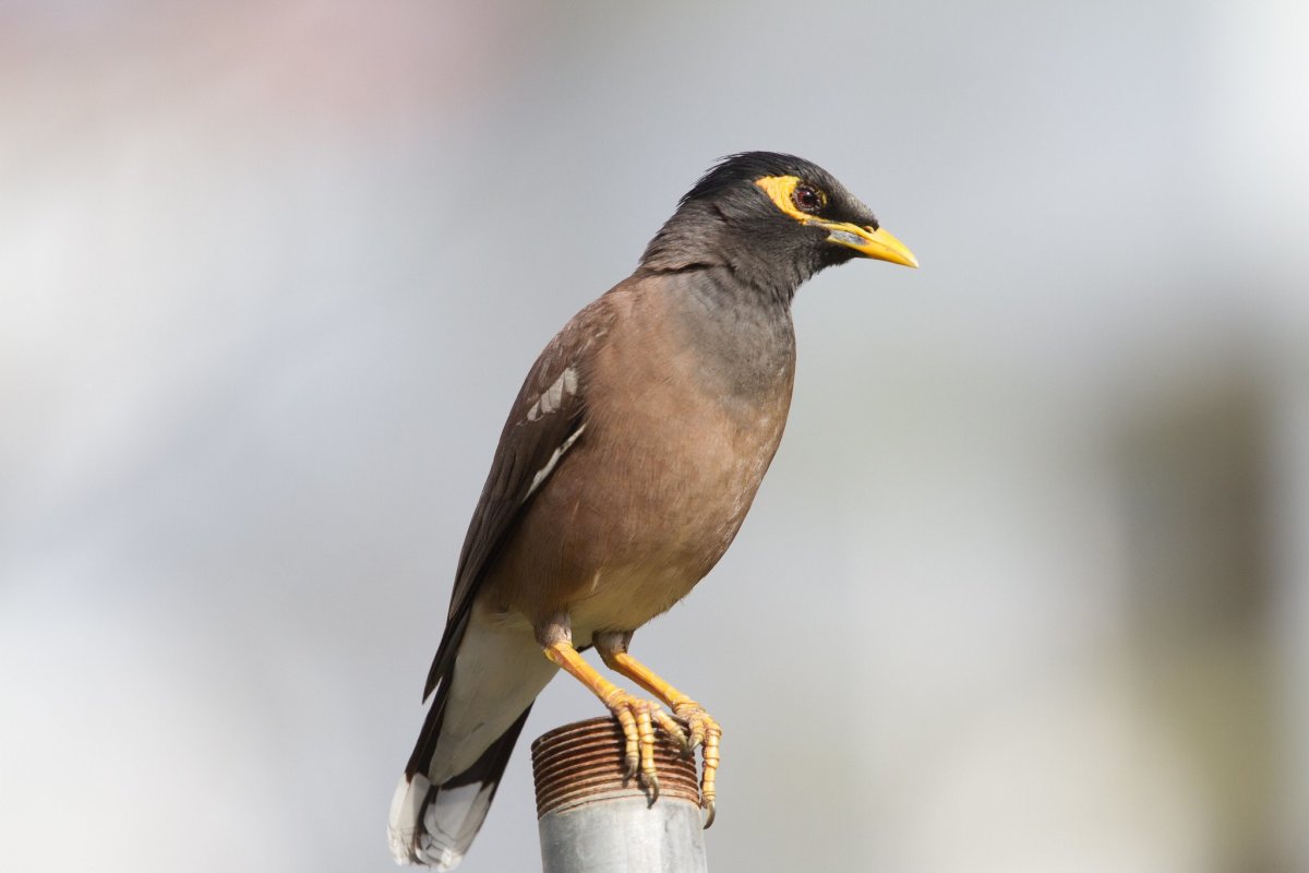 Афганский скворец майна