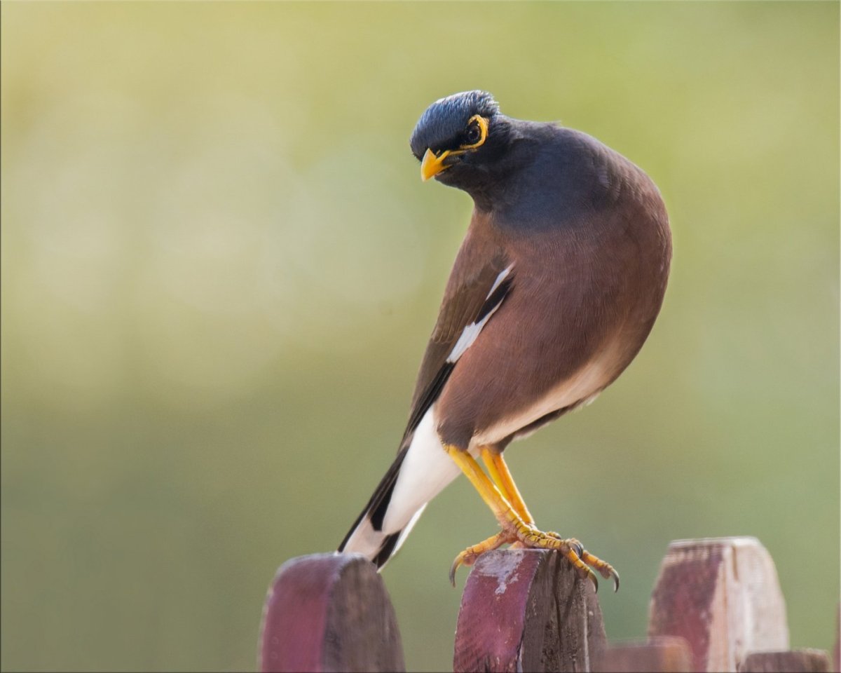 Саранчовый скворец