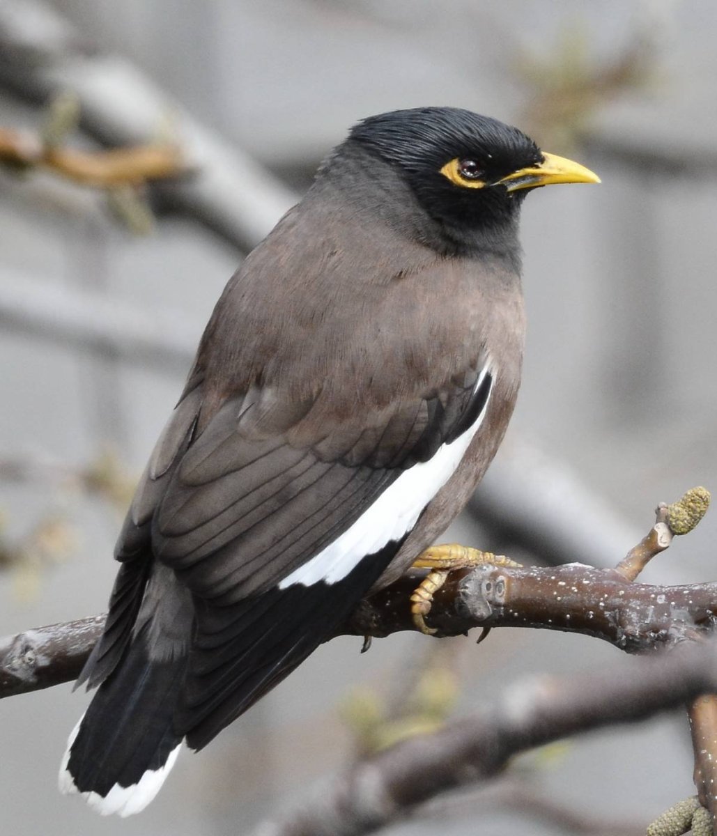 Майна обыкновенная (common Myna).