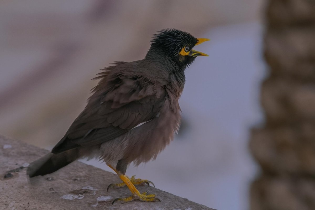 Афганский скворец майна