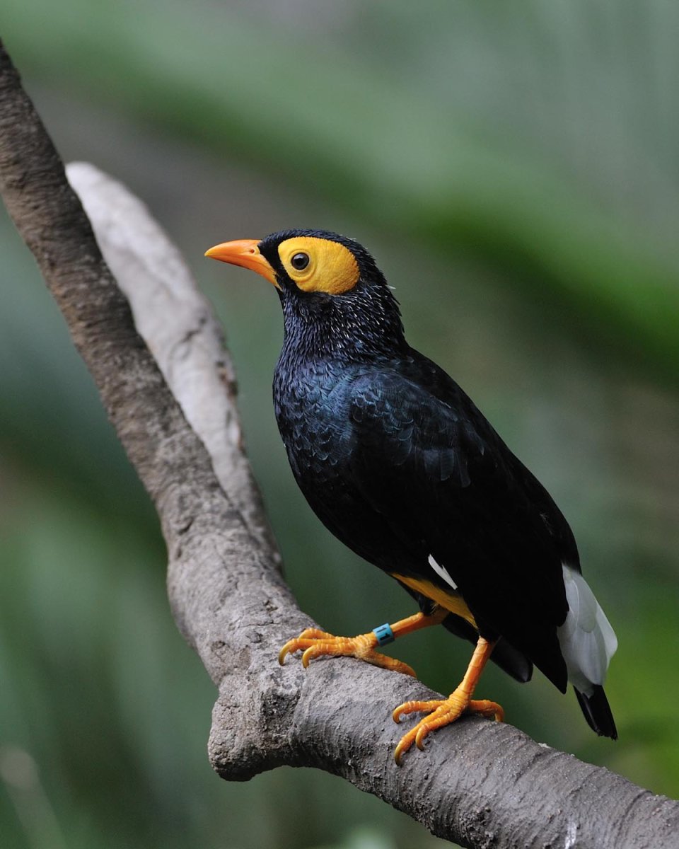 Myna птица