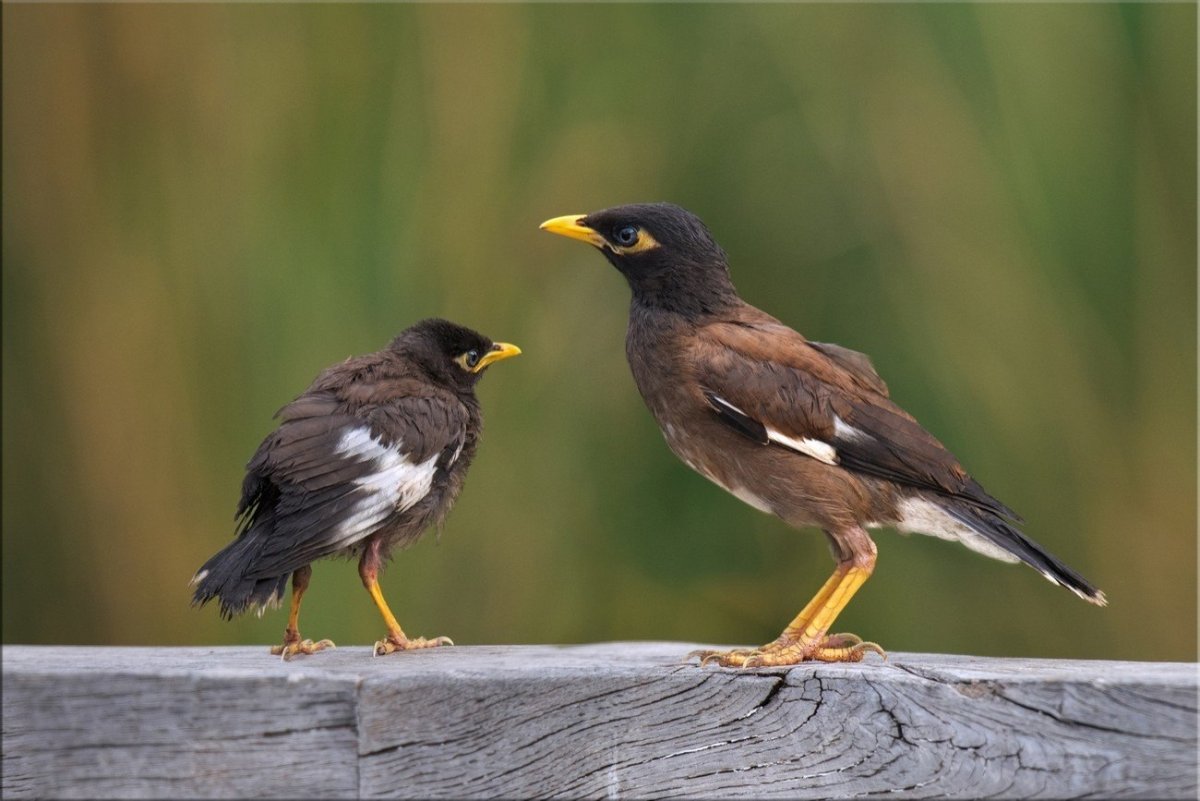 Индийский скворец майна