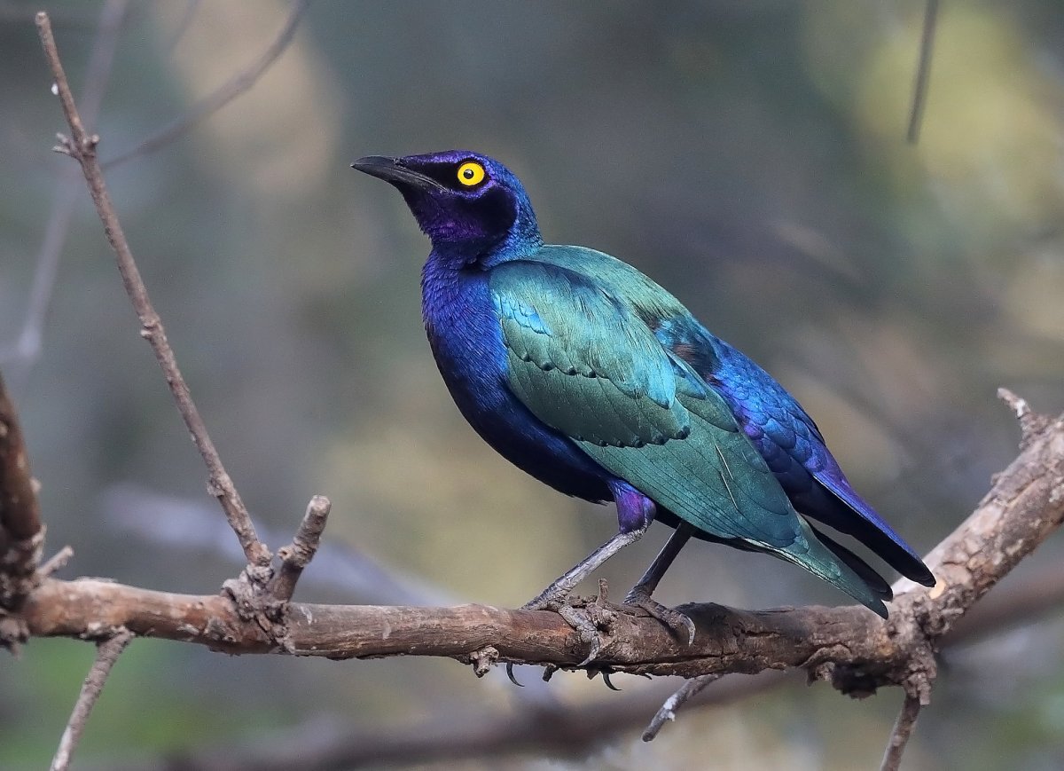 Скворец спрео