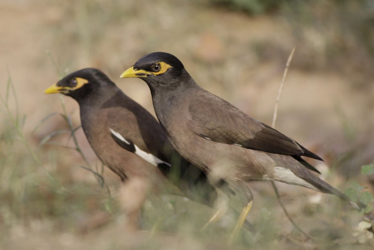 Myna Bird