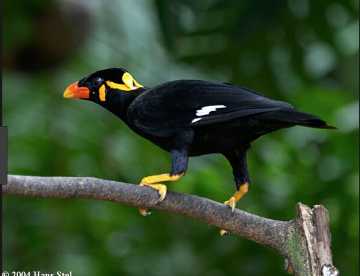 Индийская Священная майна