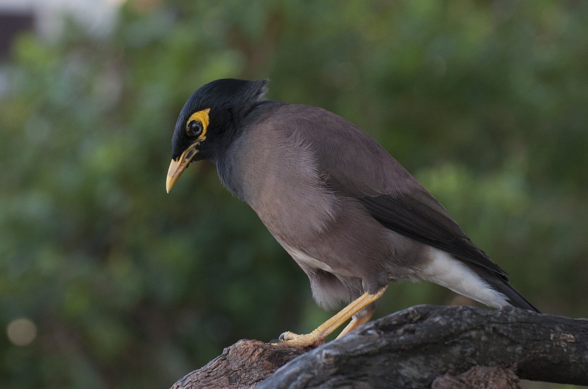 Хохлатая майна