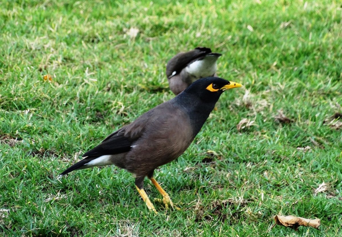 Птица майна фото на белом фоне