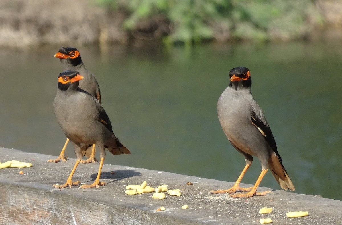 Acridotheres ginginianus