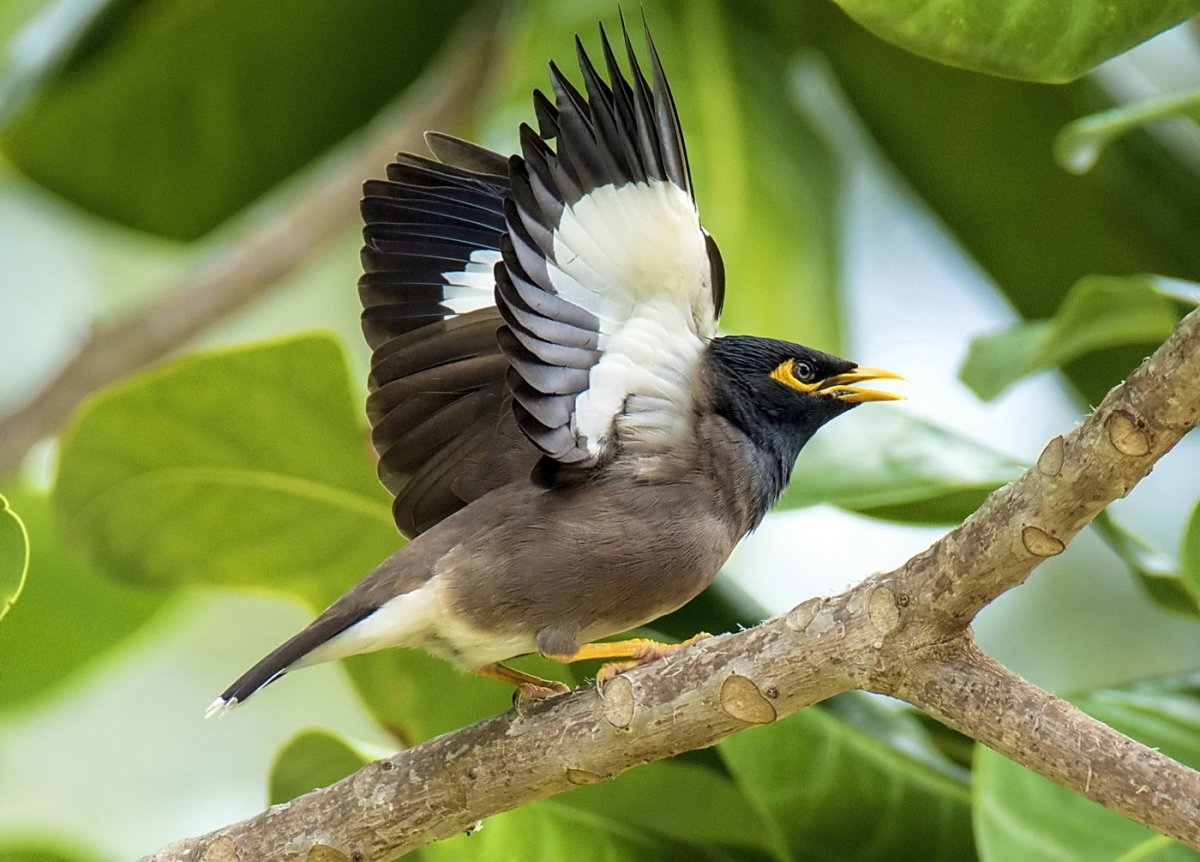 Афганский скворец майна