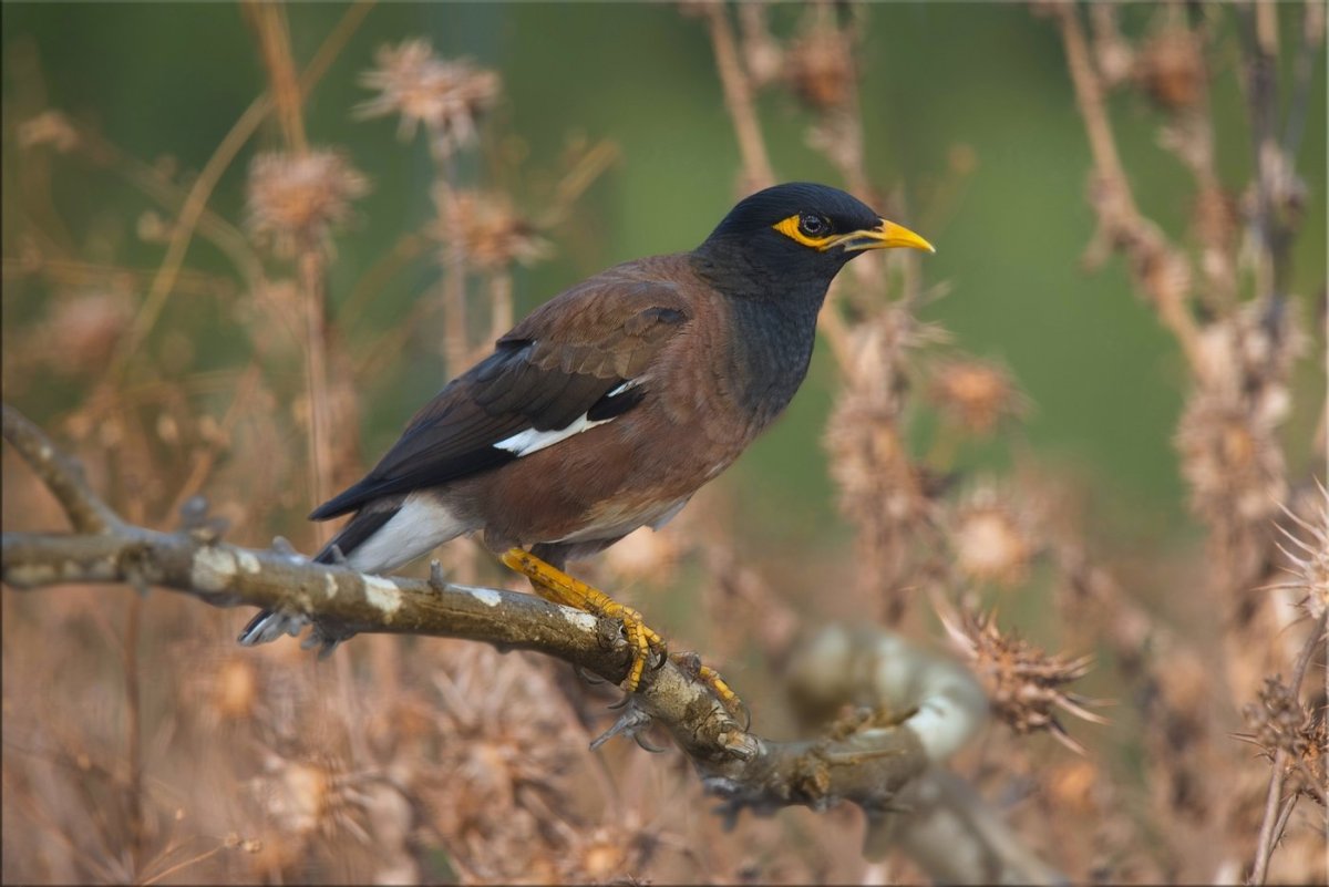 Майна саранчовый скворец
