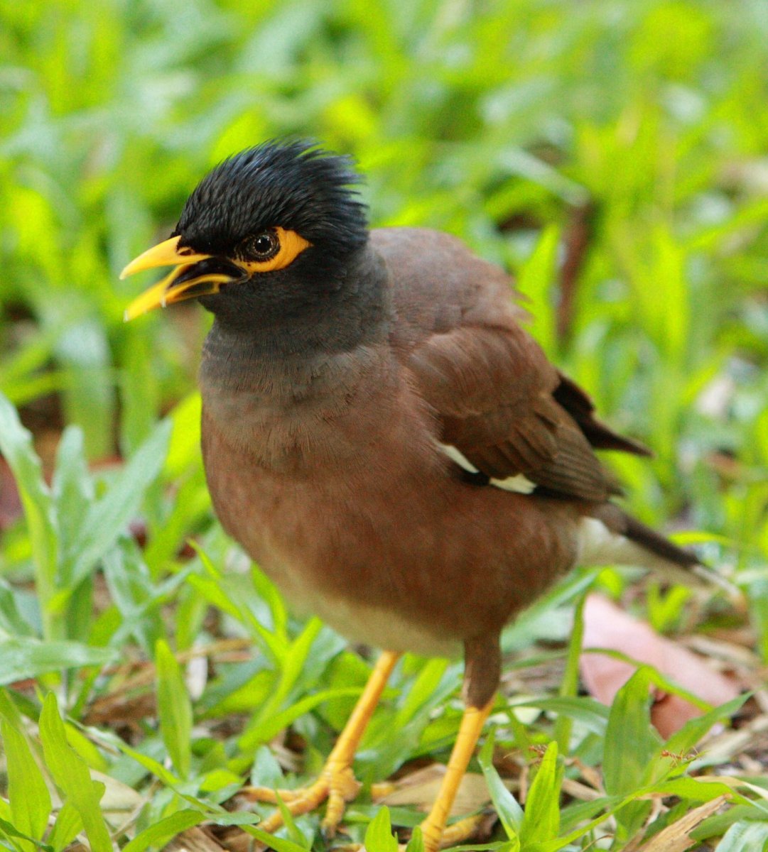 Индийский скворец майна