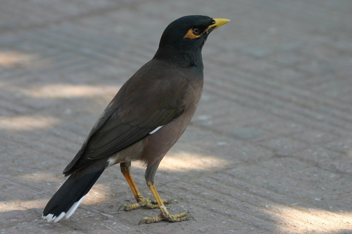 Майна саранчовый скворец