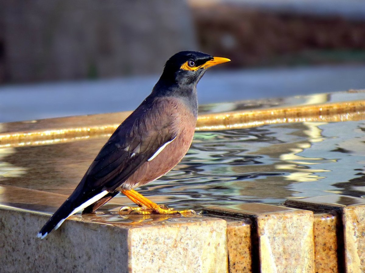 Индийский скворец майна