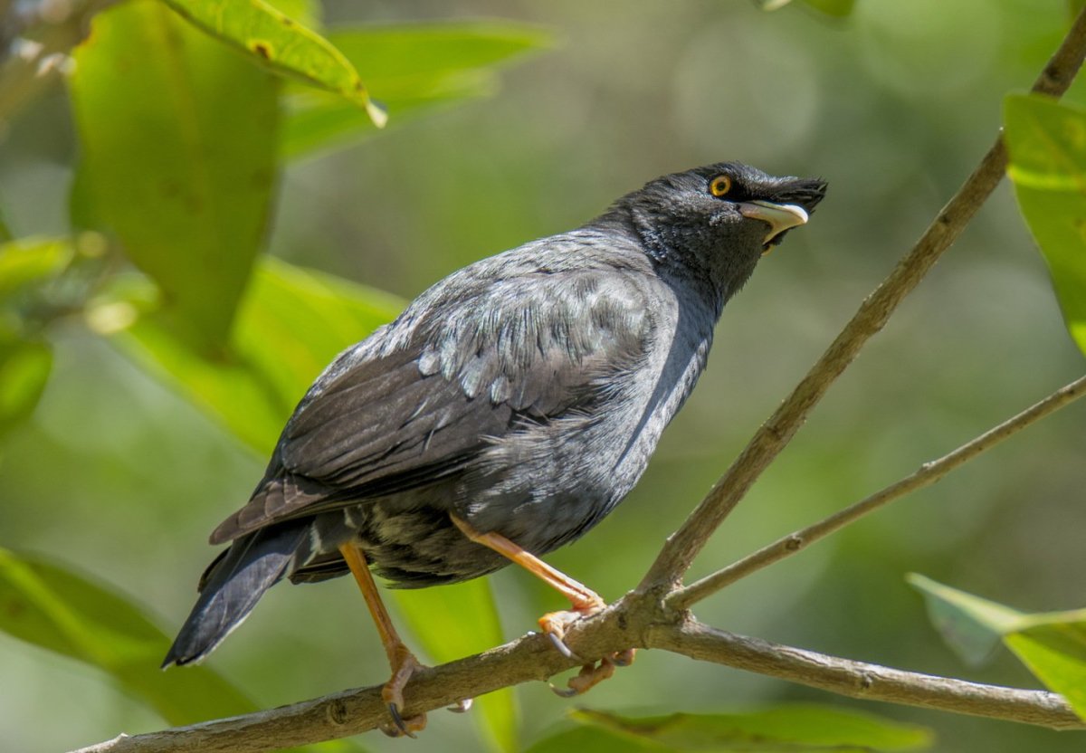 Дрозд майна