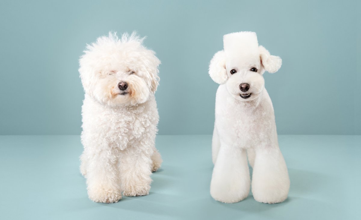 Собака после груминга