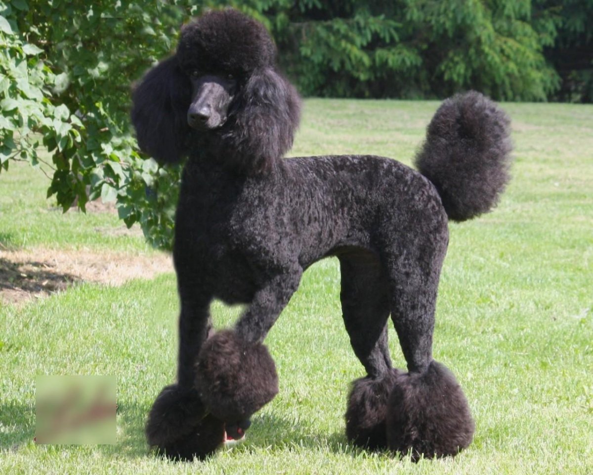 Королевский пудель нестриженный