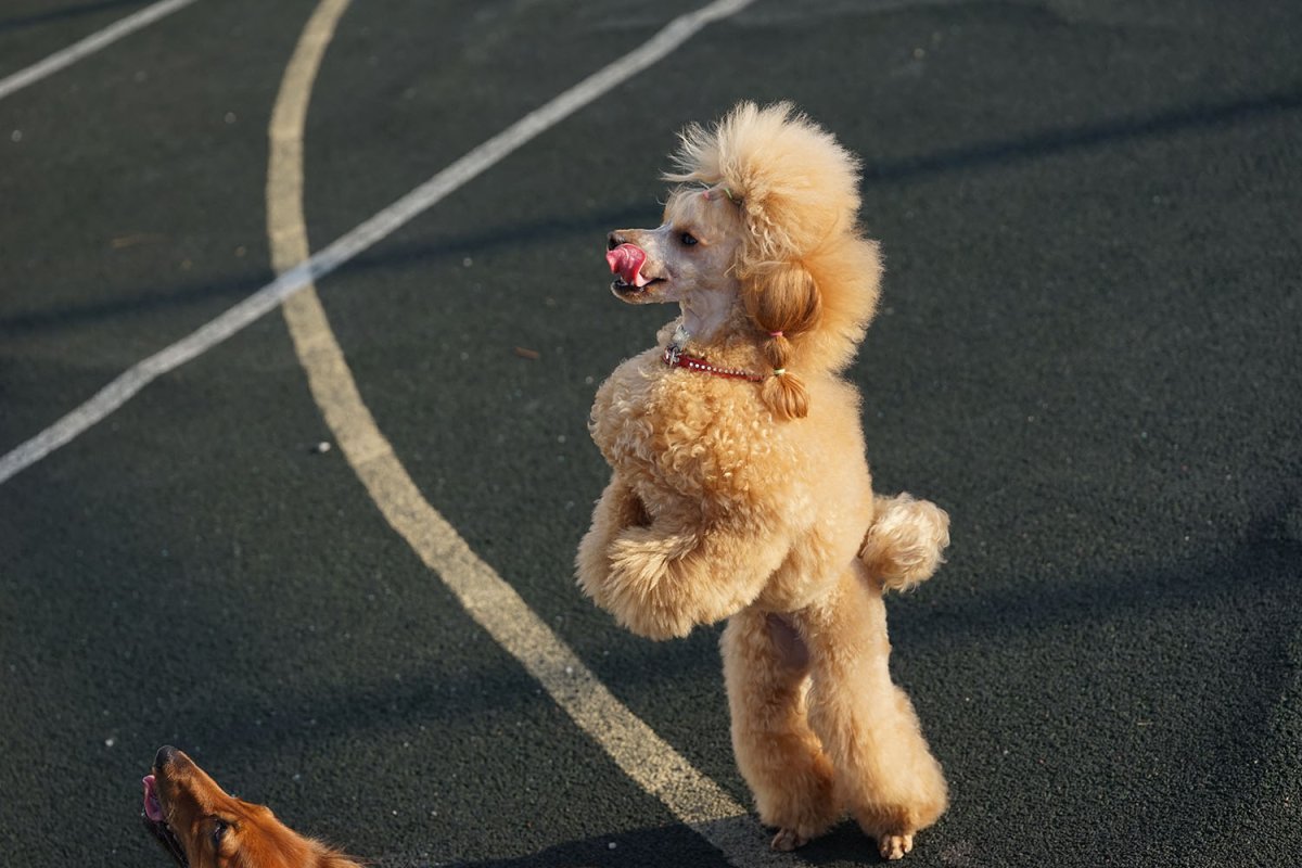 Веселый пудель