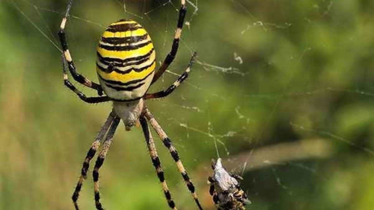 Аргиопа Брюнниха укус