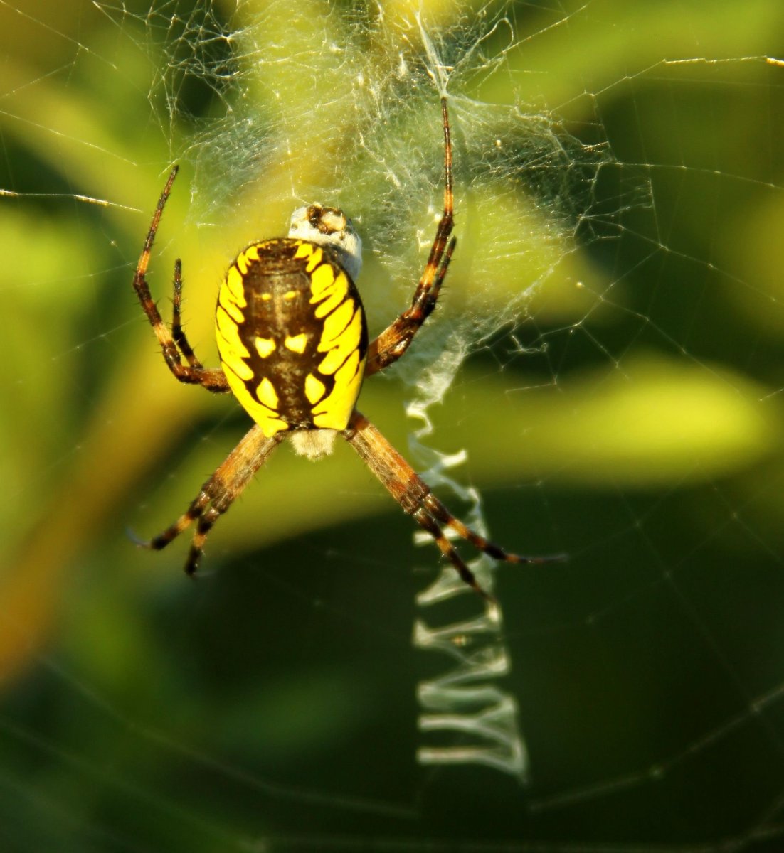 Паук крестовик зябкий
