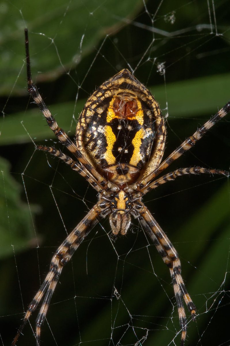 Argiope aurantia паук