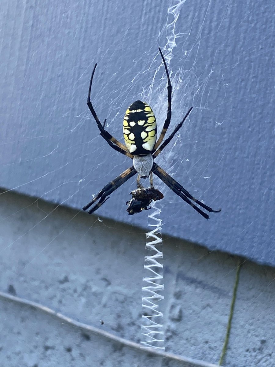 Паук мраморный кругопряд