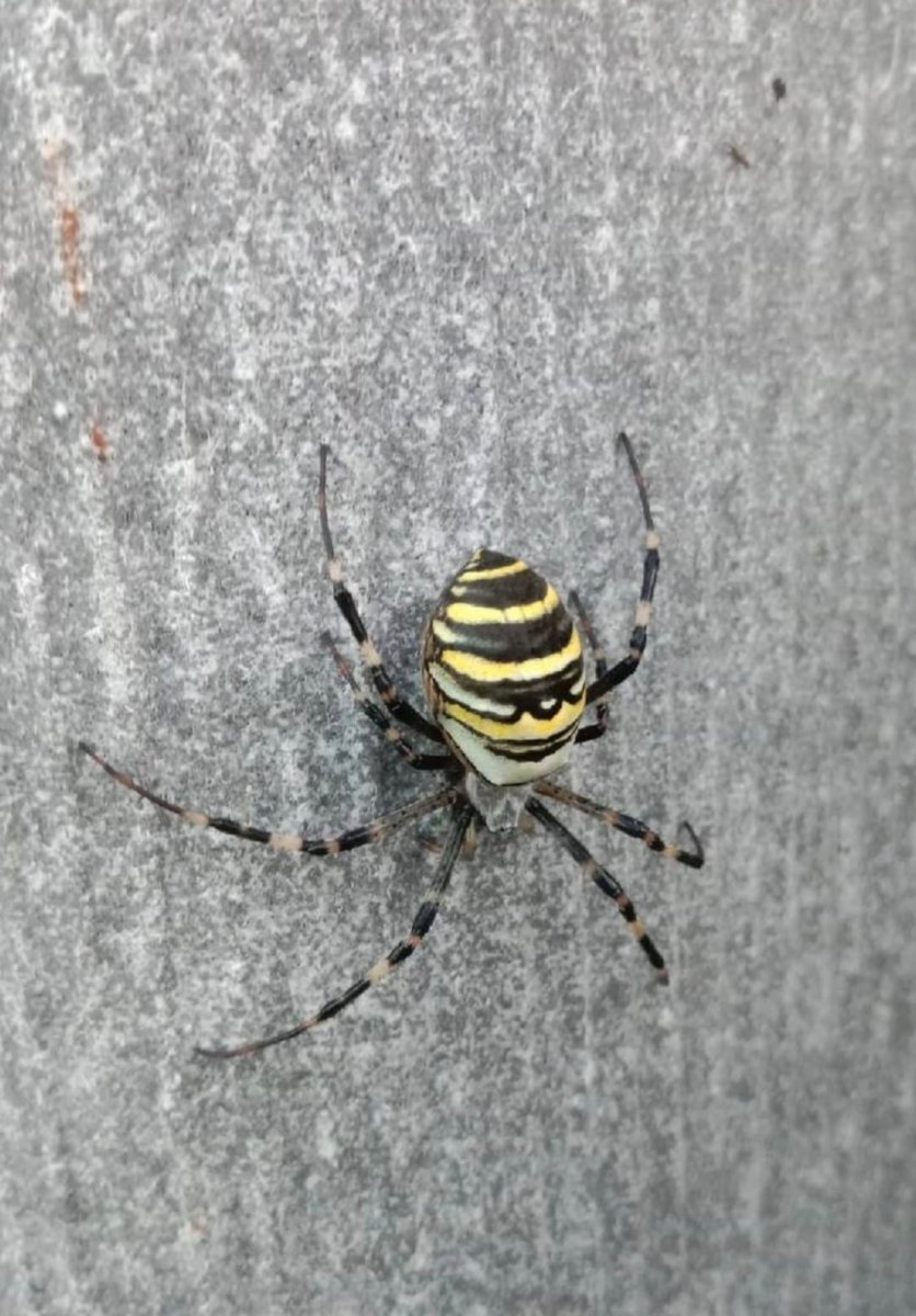 Паук Оса Аргиопа