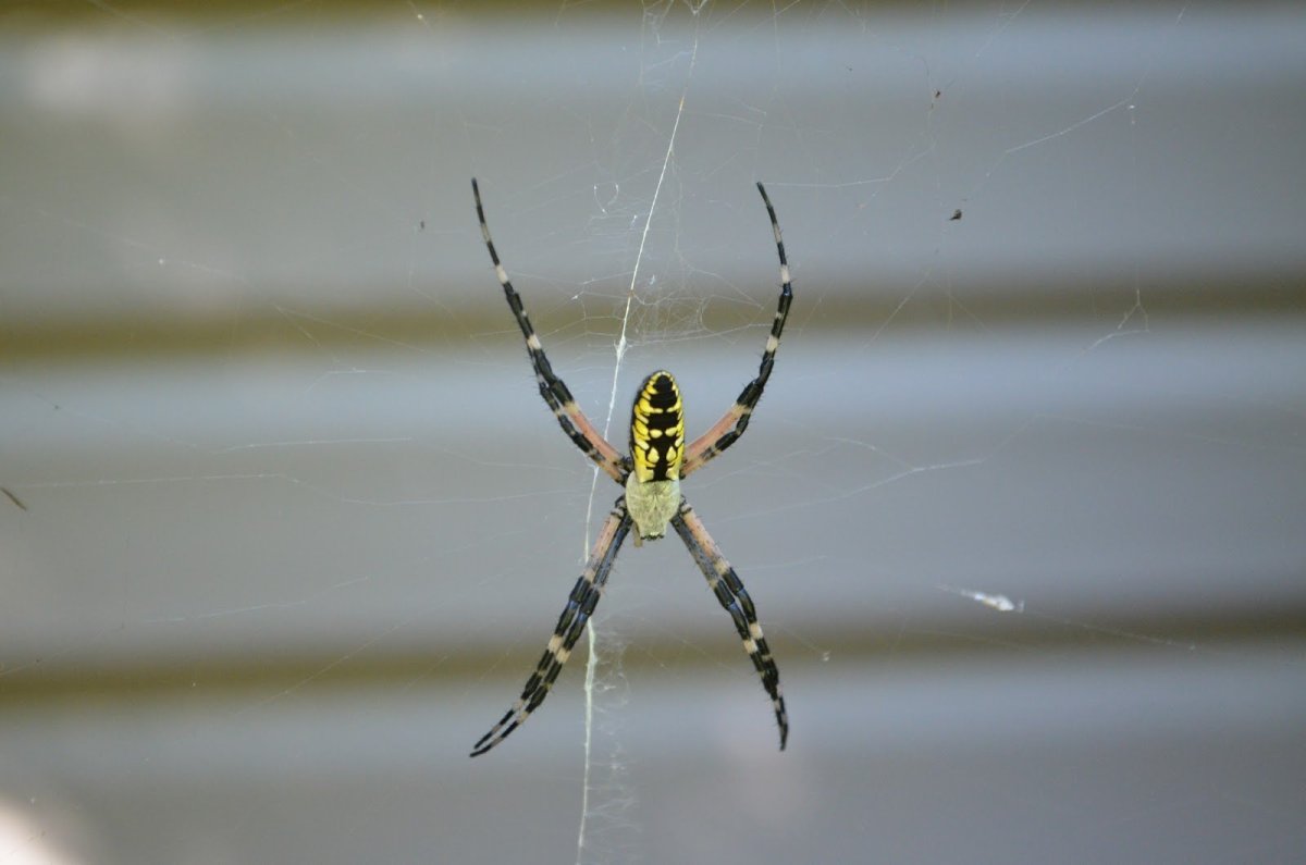 Желтый полосатый паук