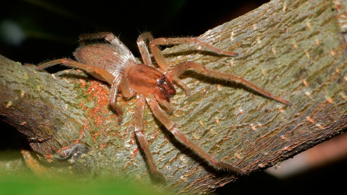 Cheiracanthium inclusum паук