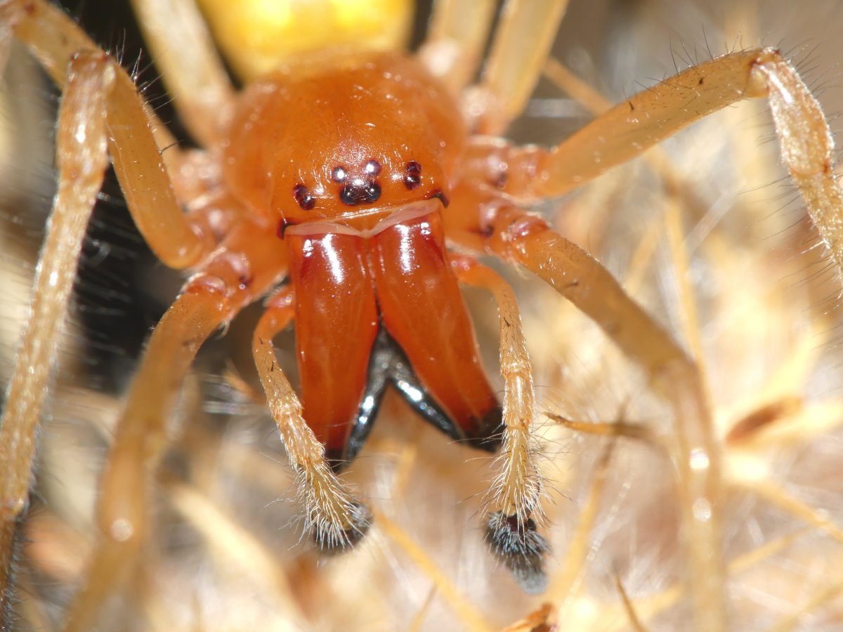 Cheiracanthium punctorium