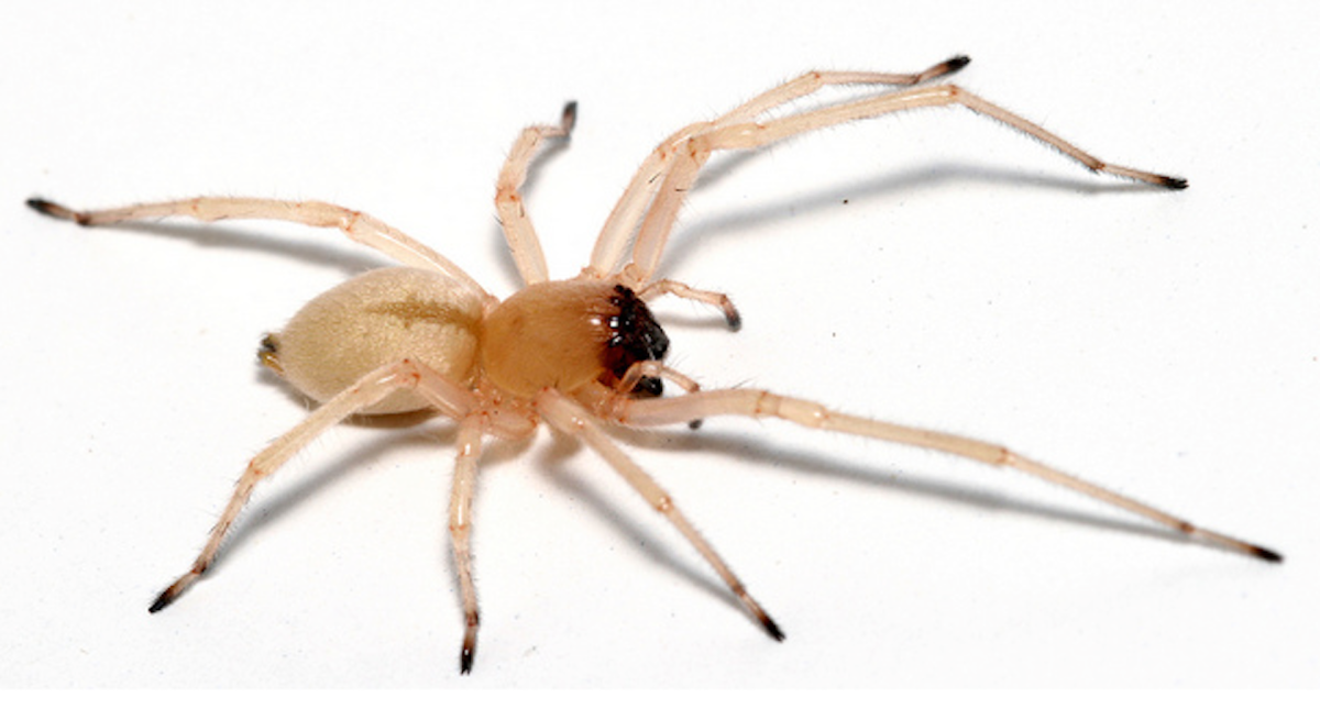 Cheiracanthium inclusum паук