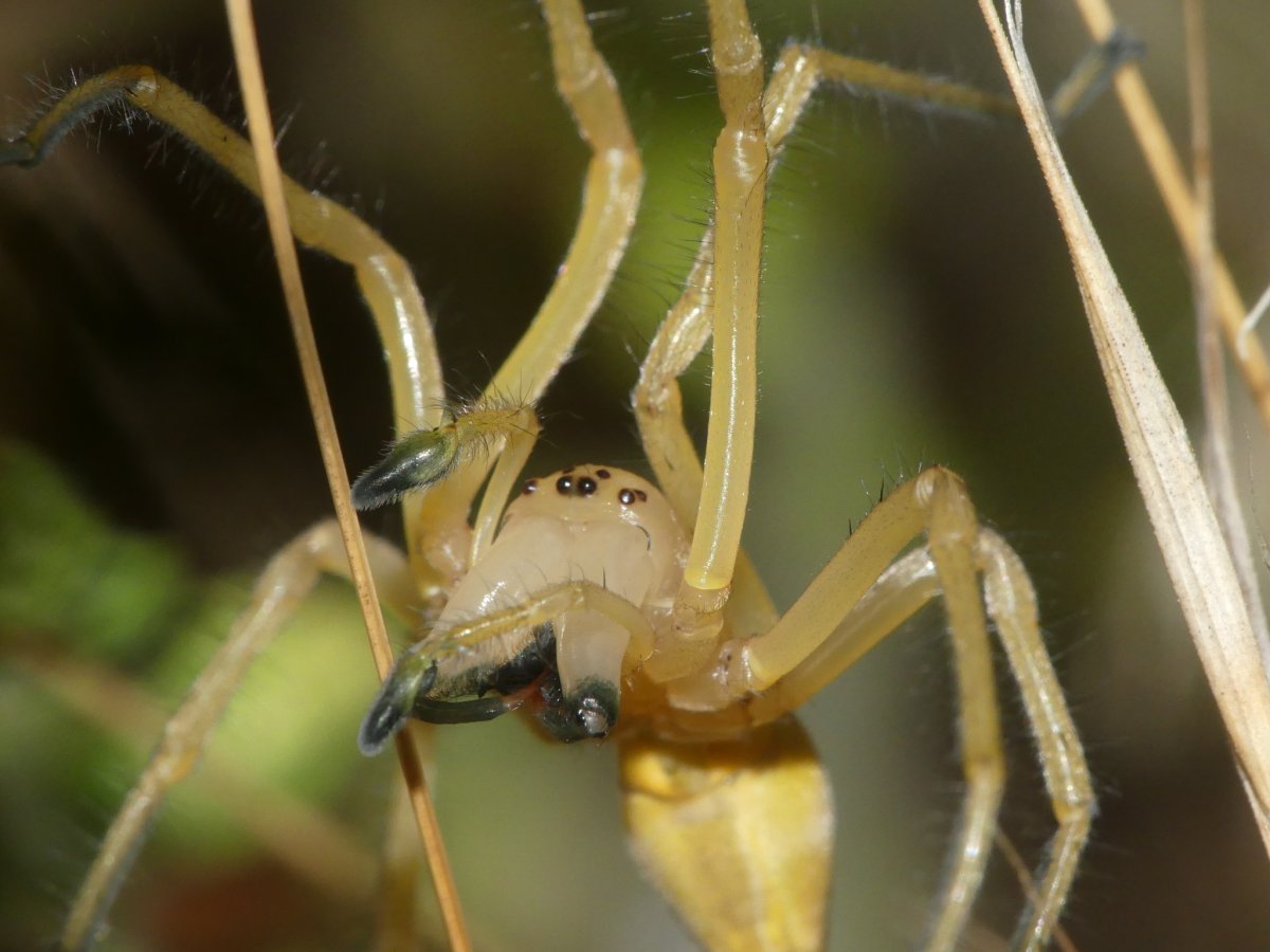 Сумчатый паук Cheiracanthium punctorium
