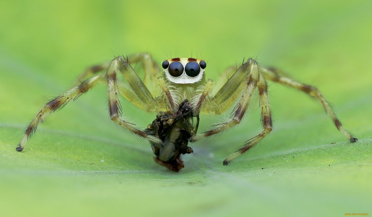 Cheiracanthium inclusum паук