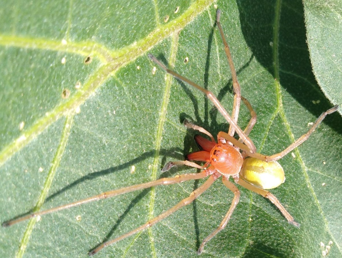 Cheiracanthium punctorium