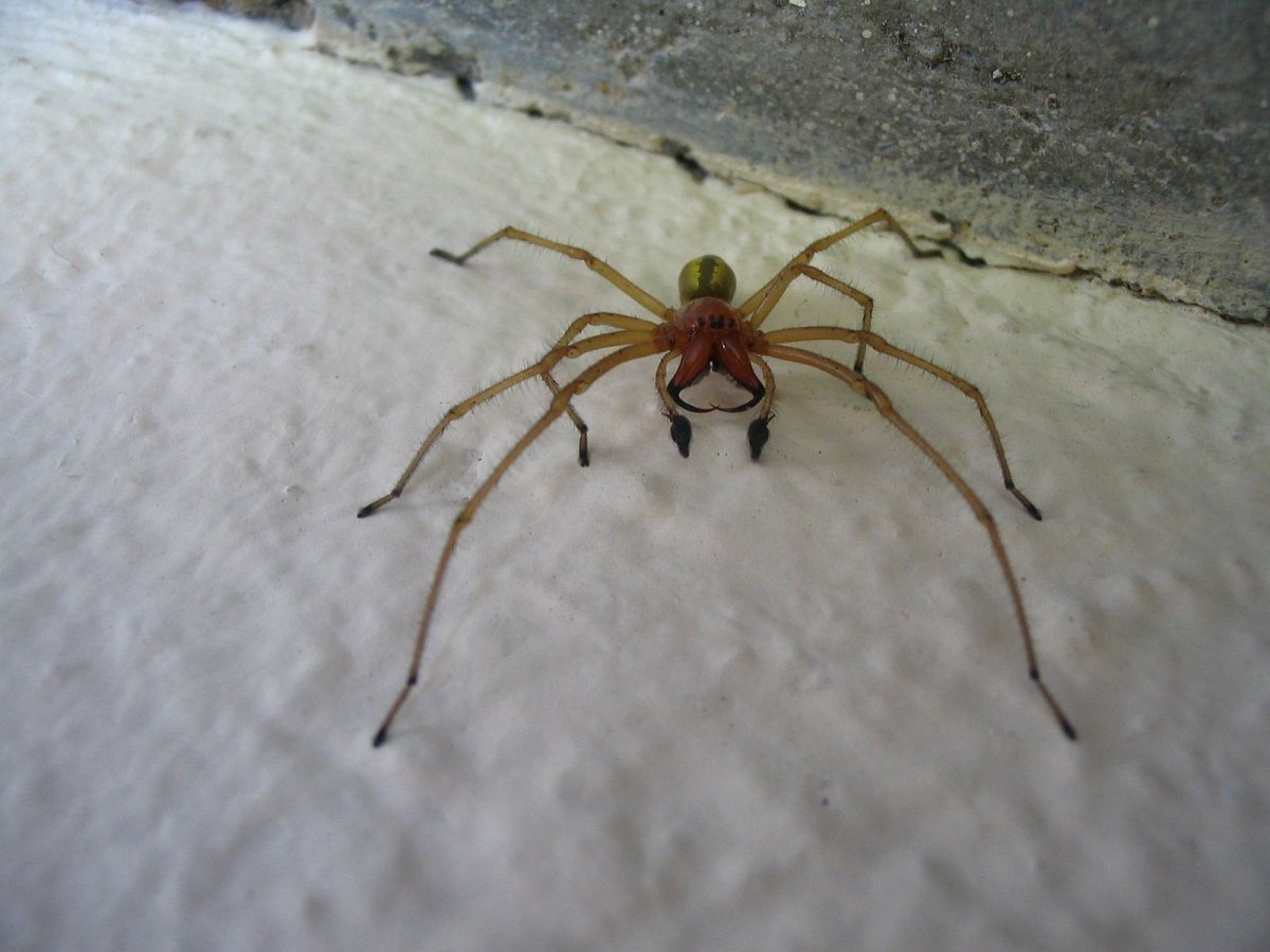 Cheiracanthium punctorium. Семейство: Clubionidae